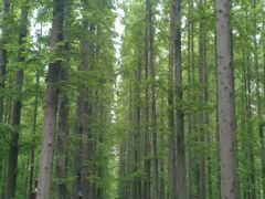 园内森林小道-上海怡沁园度假酒店