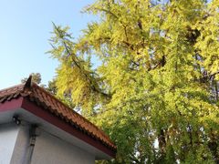 -四川大学(华西校区)