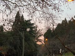-武汉大学-樱园
