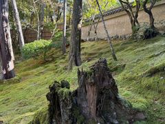 -西芳寺(苔寺)