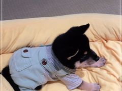 -逗柴咖啡屋·狗咖猫咖宠物桌游