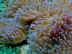 -世龙世家甲沟炎·灰指甲·嵌甲矫正·修脚(武侯区双楠店)