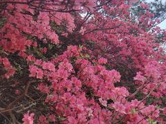 -木兰云雾山
