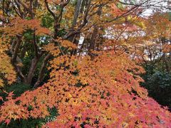 -鯛匠 HANANA