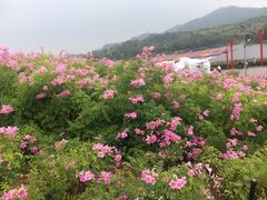 iphone_upload_pic-东部华侨城