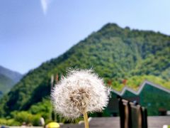 景点-牛背梁国家森林公园