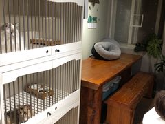 -东方名猫馆·英短金渐层布偶猫舍(环线广场1号楼店)