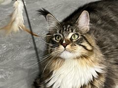 -可蒙动物医院·猫科·骨科中心(首义路店)