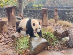 -都江堰中华大熊猫苑