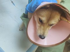 -爱侣·安琦尔宠物医院·中兽医针灸·心内科·狂犬免疫点(宝山区院)