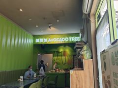 -油梨树AVOCADO TREE(顺义新国展店)