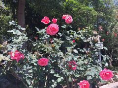 -东莞植物园