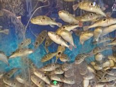 -肆月河豚·新淮扬(金融街店)
