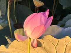 -羊亭河湿地公园