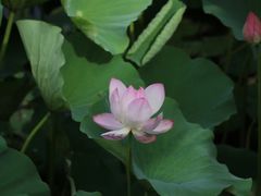 -荷塘月色湿地公园·向阳花洲