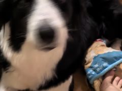 -伟伟宠物医院·CT影像中心·瑞派犬猫综合性门诊(汉口总院)