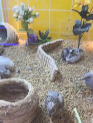 -神奇动物撸宠馆·羊驼·小浣熊·异宠(豫园店)