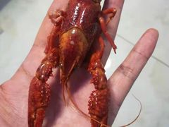 -靓靓蒸虾·头牌蒸虾(雪松路总店)