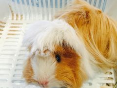 -藦茜花园宠物主题亲子互动体验馆(国顺东路店)