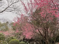 -杭州半山国家森林公园