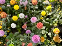 -上海共青森林公园