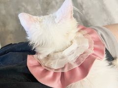 -楼上猫咖(罗湖店)