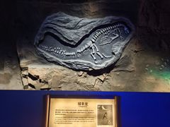 -中国西峡恐龙遗迹园