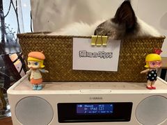 -有猫主题·治愈系猫咖(曾厝垵店)