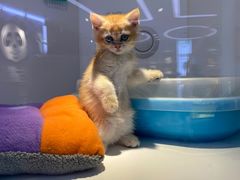 -龟与熊猫宠物公园(南坪店)