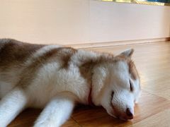 -Husky Go! 哈士奇体验馆·宠物咖啡厅狗咖