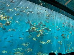 -瑞德姆美人鱼海底演艺主题餐厅(亚龙湾店)