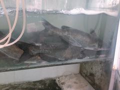 -鱼酷活鱼烤鱼(信息城店)