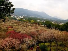 -香雪海