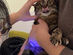 -艾吉宠物医院·疑难杂症转诊中心·猫友好(碧江路院)