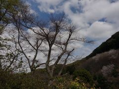 景点-有栖山 清光院 清水寺