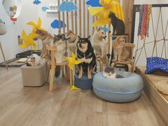 -柴迷FANS CLUB·柴犬狗咖·猫咖