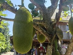 -西双版纳傣族园