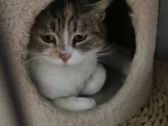 -纳吉亚猫专科动物医院博雅分院
