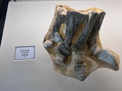 -辽宁古生物博物馆
