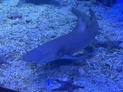 -太平洋海底世界