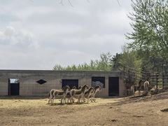-青藏高原野生动物园