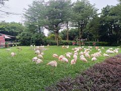 -广州长隆飞鸟乐园