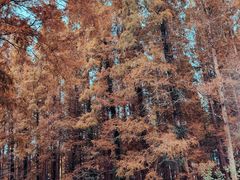 -黄海国家森林公园