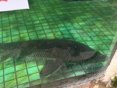 -天怡·鱼工厂(梅溪湖店)