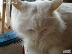 -Babycat私家御饼屋(龙头路一店)