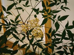 -Onirii Coffee(长乐路店)