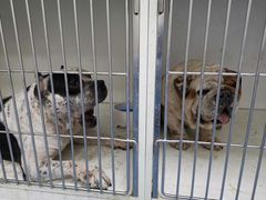 -太原东方动物医院(小店分院)