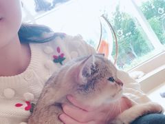 -飞行喵MR PILOT|猫舍·猫咖(静安大融城店)