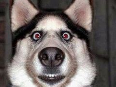 -Husky Go! 哈士奇体验馆·宠物咖啡厅狗咖