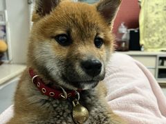 -北京恒爱动物医院(清景园分院)